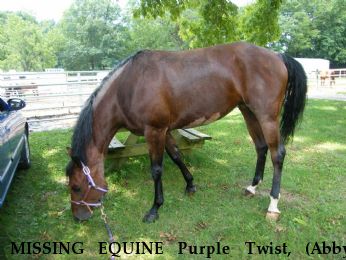 MISSING EQUINE Purple Twist, (Abby) Near Saint Louis, MO, 63049